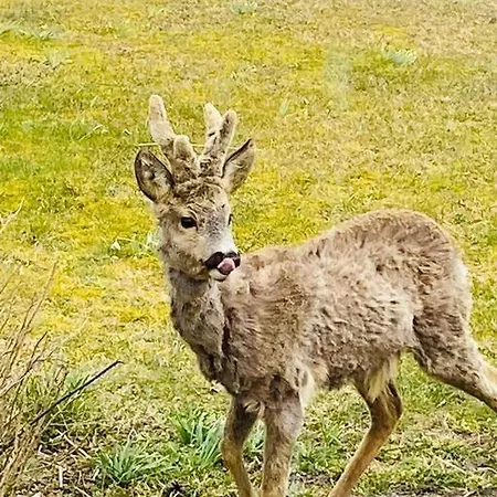 Feriehus Cozy By The Sea